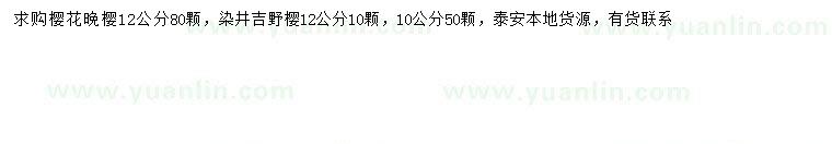 求购12公分晚樱、10、12公分染井吉野樱