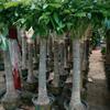 北京卖发财树价格低成活率高