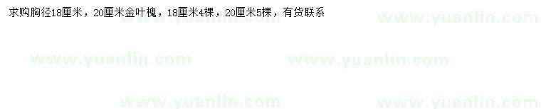 求购胸径18、20公分金叶槐