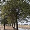安徽省六安市出售15-25公分香樟树