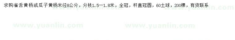 求购米径8公分雀舌黄杨、瓜子黄杨