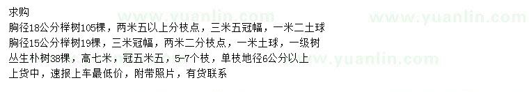 求购胸径15、18公分榉树、冠幅5.5米丛生朴树