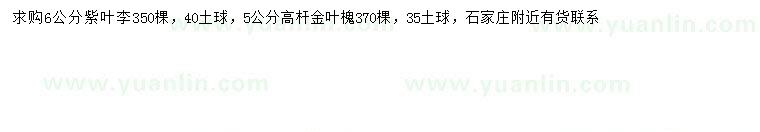 求购6公分紫叶李、5公分高杆金叶槐