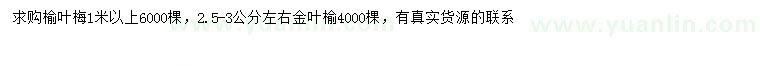 求购1米以上榆叶梅、2.5-3公分金叶榆