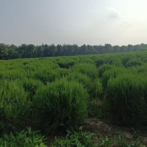 侧柏球  西藏侧柏球直供   侧柏球苗圃现货10000棵