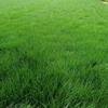 西安草坪大型种植基地-草坪低价出售 品质高