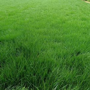 西安草坪大型种植基地-草坪低价出售 品质高