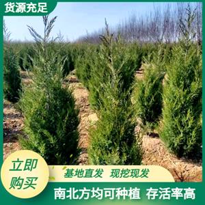 陕西塔柏种植基地-西安塔柏批发供应-塔柏价格