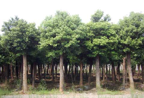 浙江省奉化市华都花木园艺场