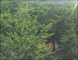 山东郯城创新银杏园艺中心