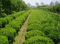 河南鄢陵县大马乡惠风苗木基地