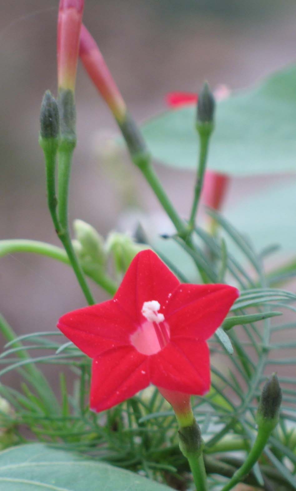 小余花木场(个体经营)