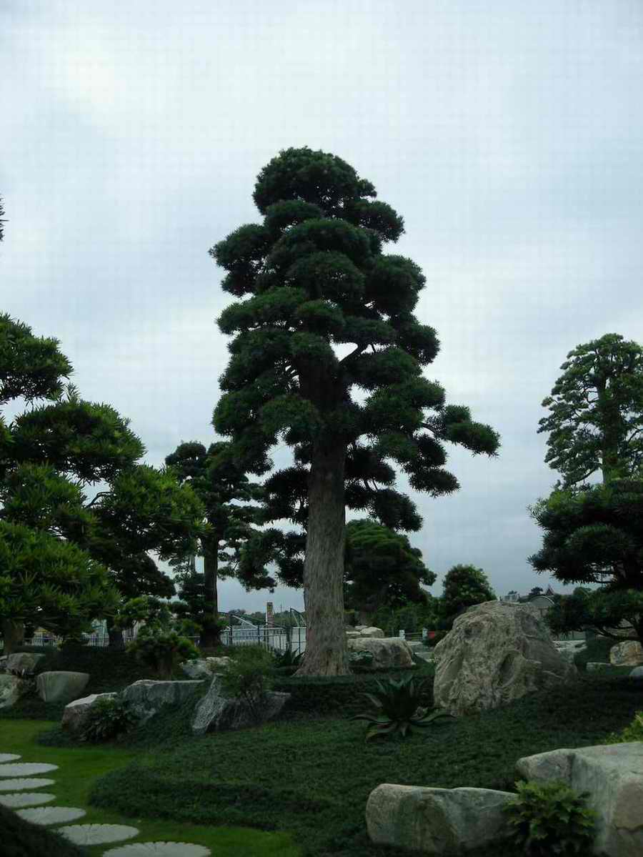 广东佛山市顺德陈村松涛苑花木园林公司