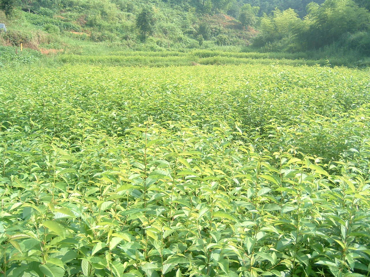 福建邵武闽越园珍稀濒危植物研究中心