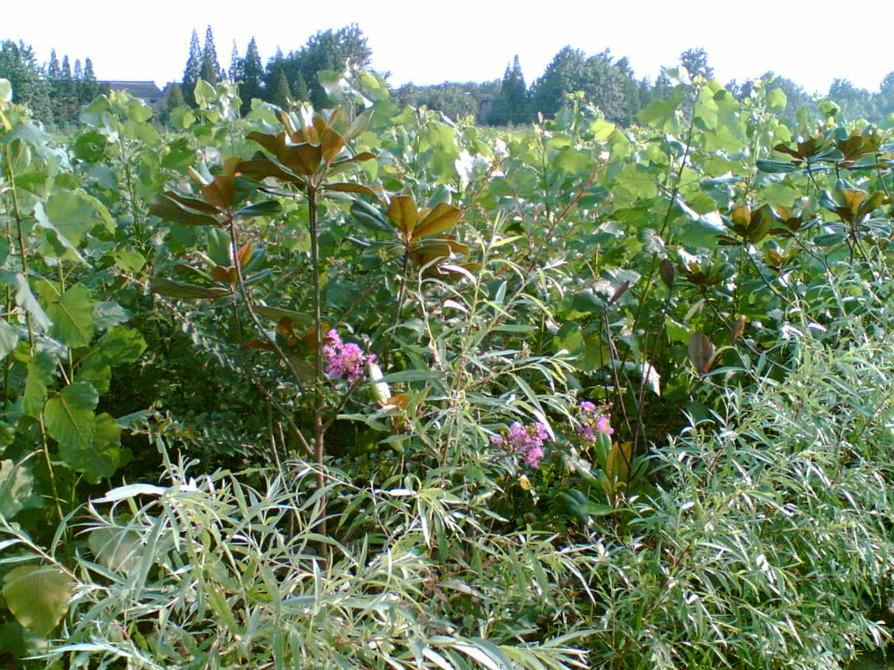 高邮市朝阳花木园