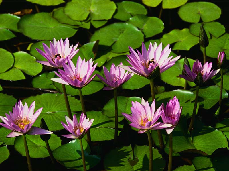 京南花卉第一村苗圃