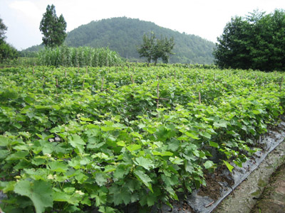 辽宁营口鲅鱼圈区熊岳郭屯葡萄苗培育基地