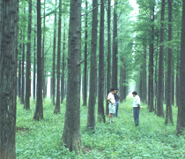 大丰水杉林业基地