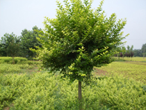 江苏省沭阳县虞姬花木基地