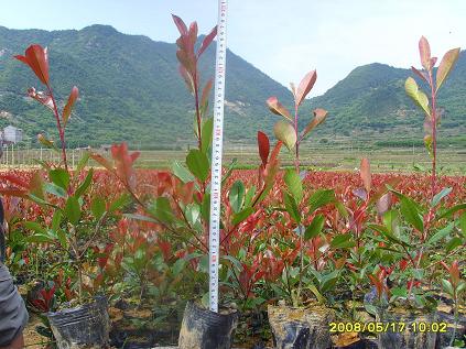 义乌市蝶恋花园林绿化工程有限公司--磐安彩景园苗木基地