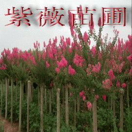 江苏大叶女贞紫薇基地