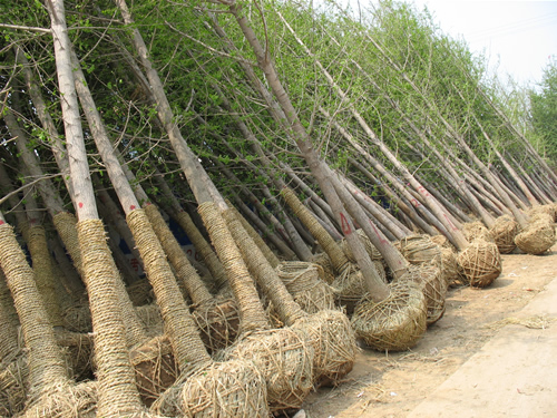 江苏润翔园林基地