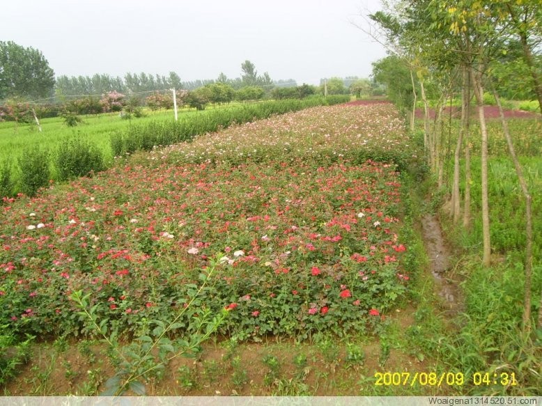 河南潢川县正泰花木苗木基地