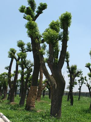 湖南长沙景源苗木绿化基地