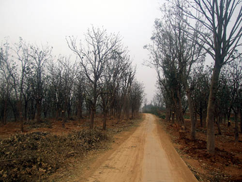 湖南澧县阳光苗木基地