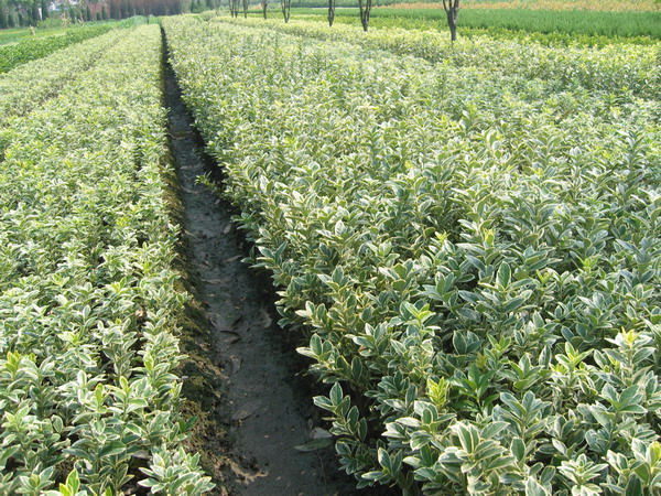 萧山区新街镇四化园林艺场