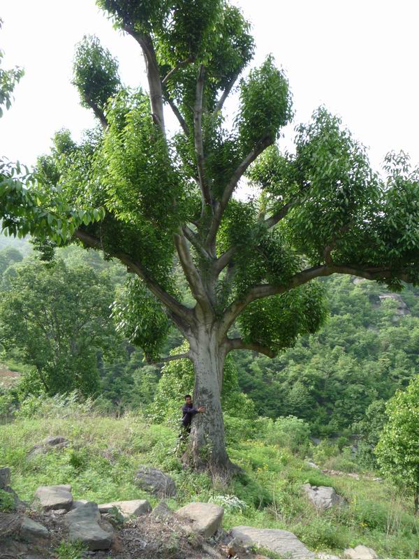 河南南阳白玉兰苗木基地