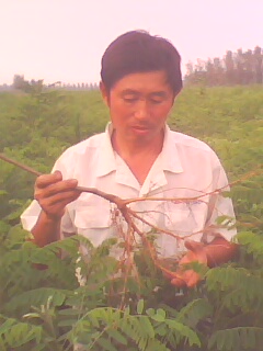 中国紫穗槐种植销售中心