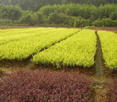 沭阳县诚信花木园艺场