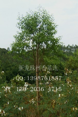 新龙珠檀香基地