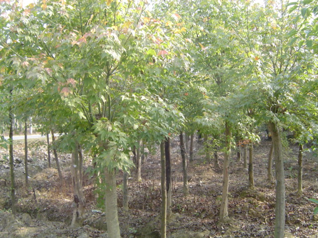 四川仁寿元宝枫基地