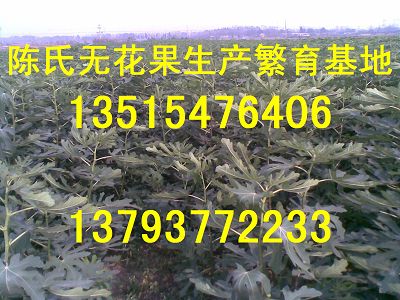 嘉祥县新河无花果种植专业合作社