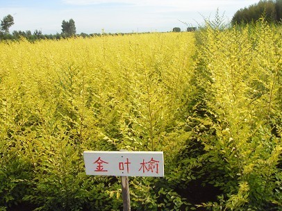 河北信益蕟苗木花卉基地