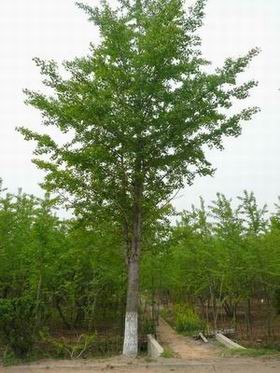 邳州易诚银杏苗木基地