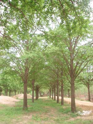 邳州市天泰银杏苗木基地