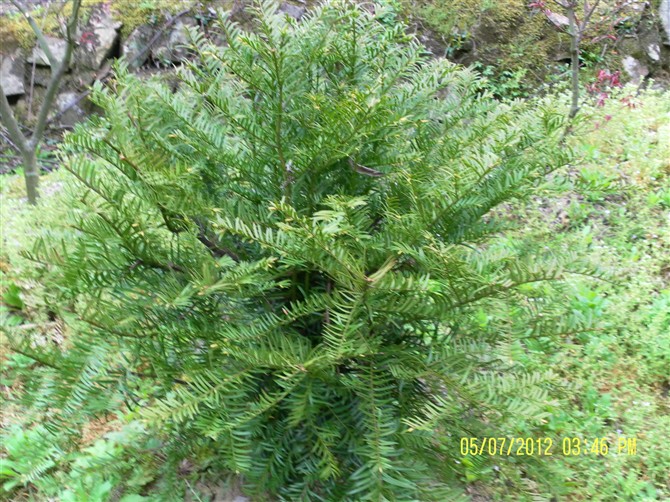 绍兴新昌伟青红豆杉基地