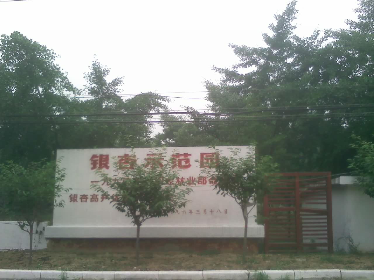 邳州园兴银杏苗木培育基地