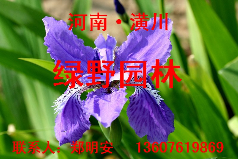 河南潢川县绿野园林花木基地