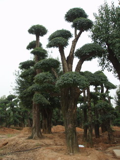 湖北盛茂苗木基地