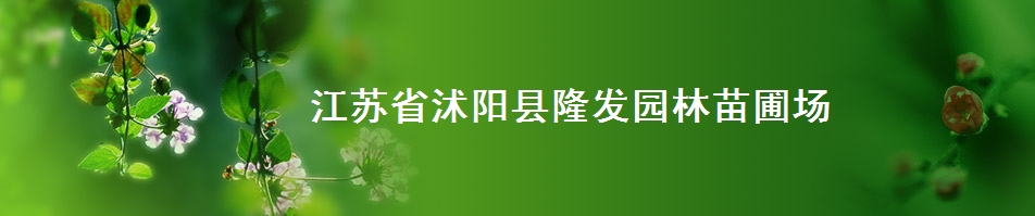 沭阳县新河镇周圈隆发园林苗圃场