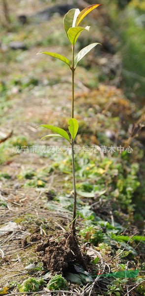 咸宁市咸安区天香桂花苗木中心