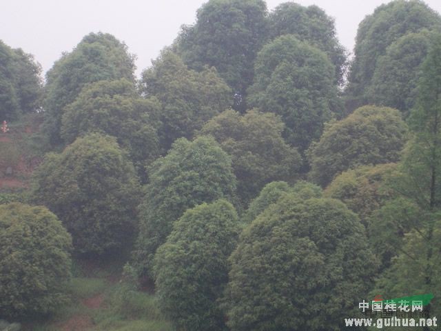 台州市黄岩俊毅桂花专业合作社