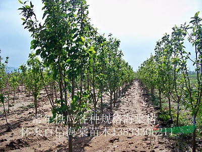 怀来县小南辛堡百信海棠苗木基地