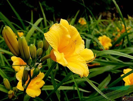 江苏省沭阳县鑫业花卉园艺场