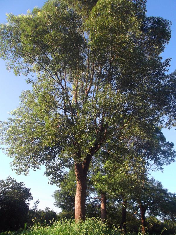 南京市浦口区龙君苗圃场