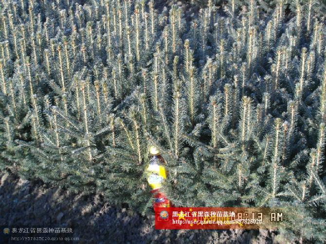 绥化市黑森林木种苗繁育基地